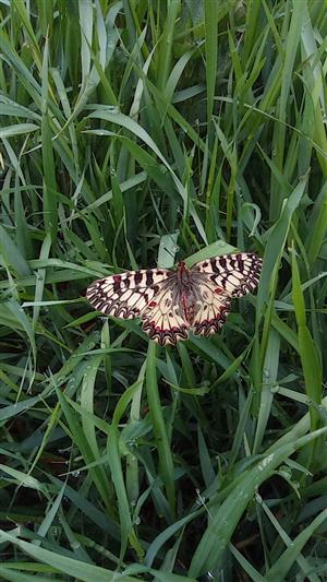 Zerynthia polyxena